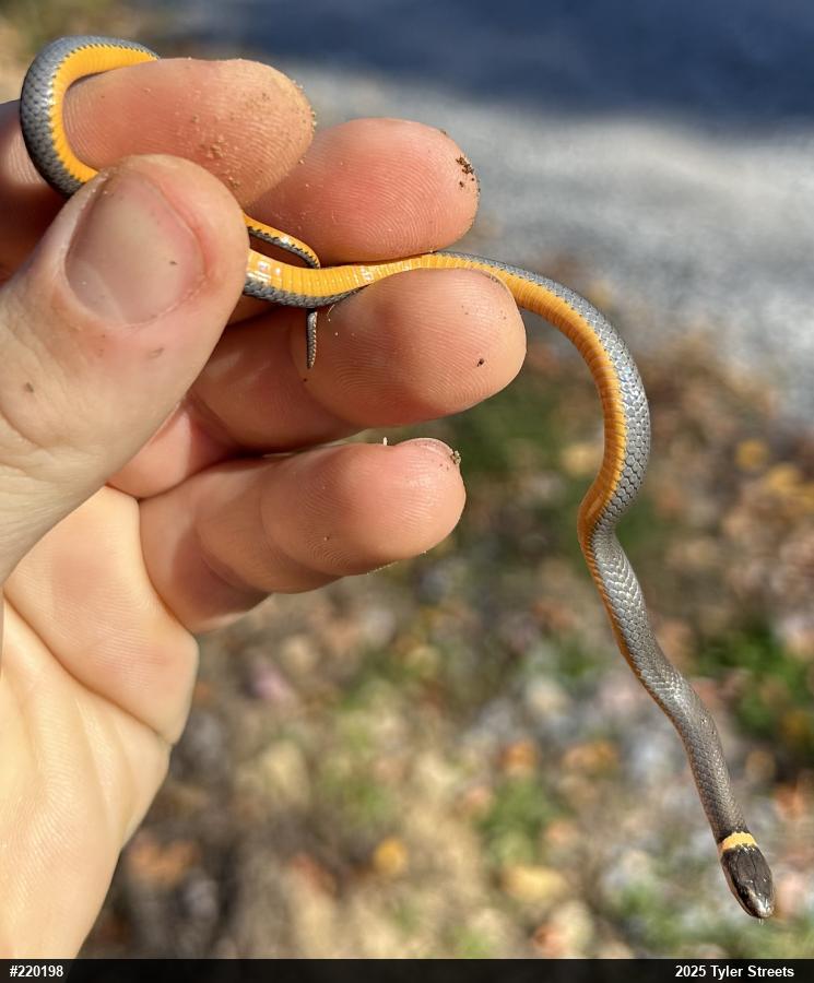 Northern Ring-necked Snake