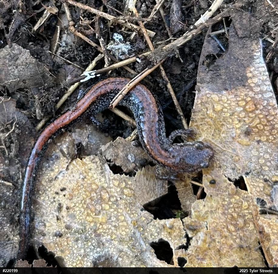 Eastern Red-backed  Salamander