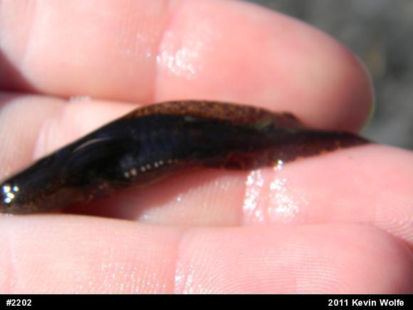 Marbled Salamander