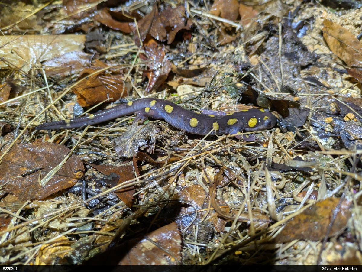 Spotted Salamander