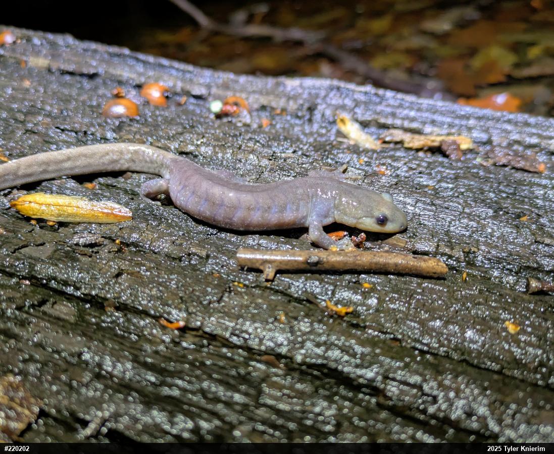 Jefferson Salamander