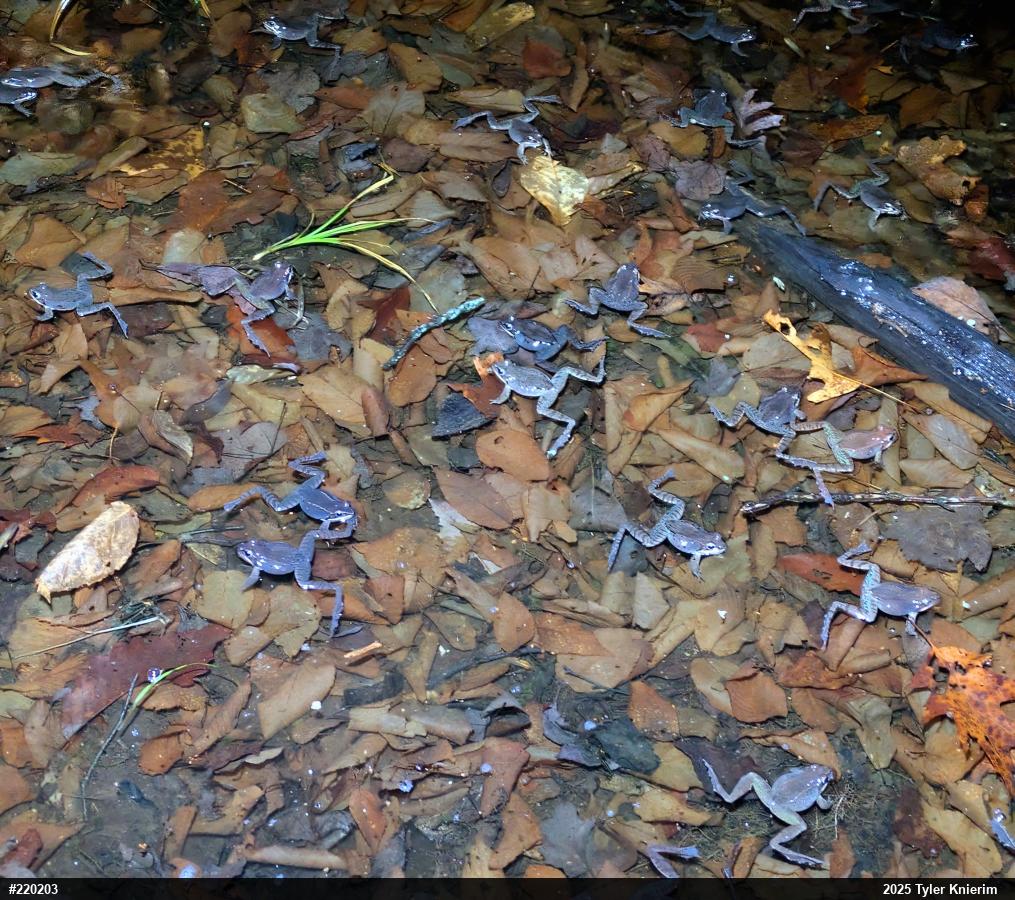 Wood Frog