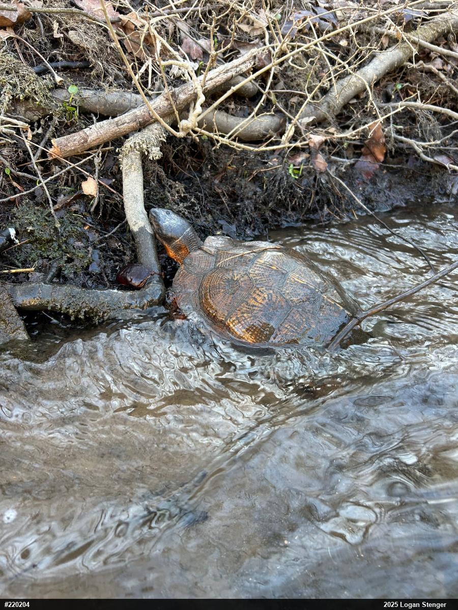 Wood Turtle