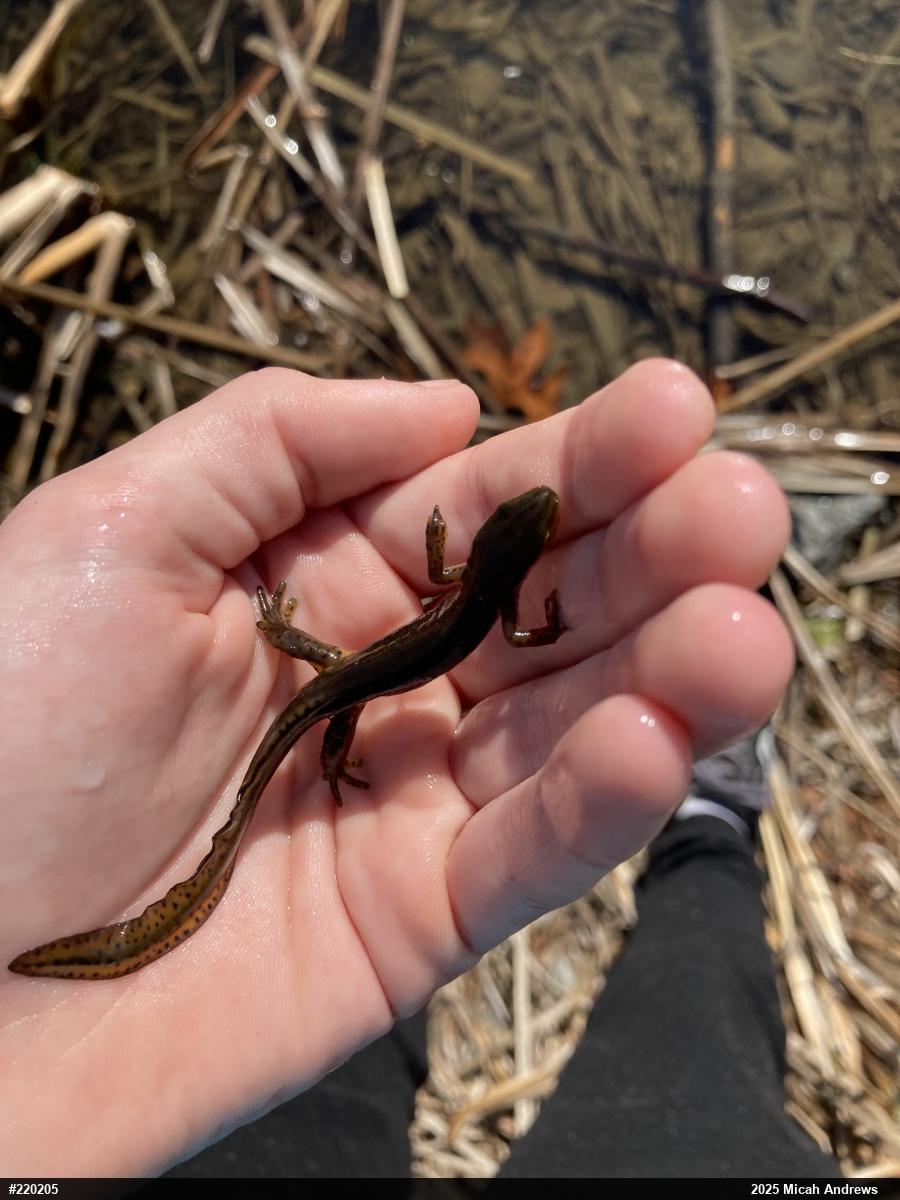 Red-spotted Newt