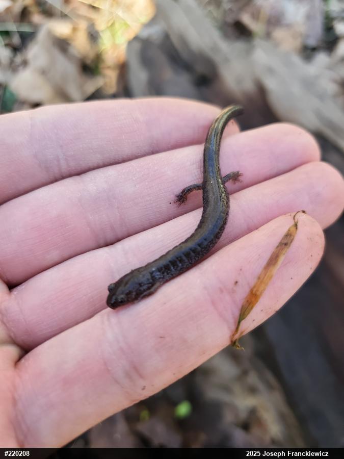 Eastern Red-backed  Salamander