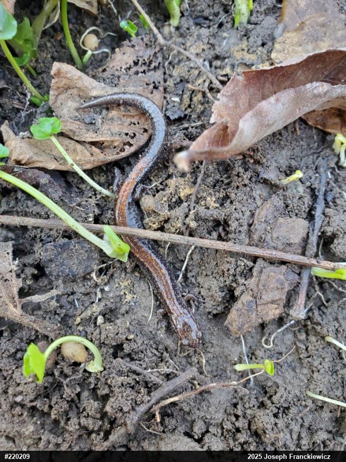 Eastern Red-backed  Salamander