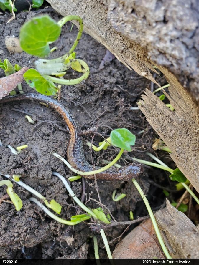 Eastern Red-backed  Salamander