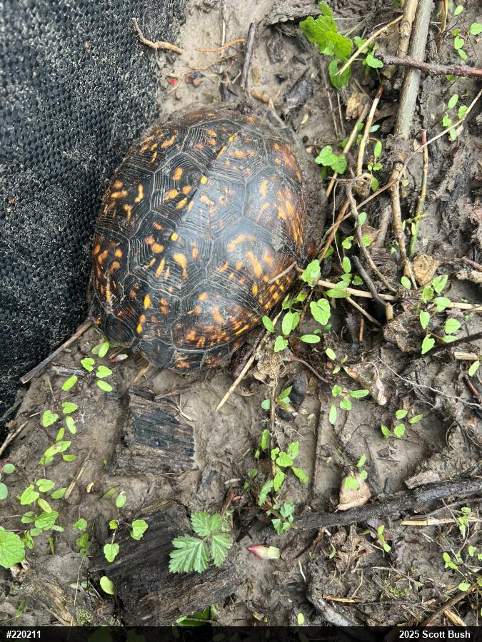 Eastern Box Turtle