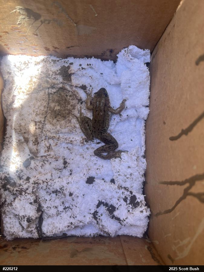 Green Frog