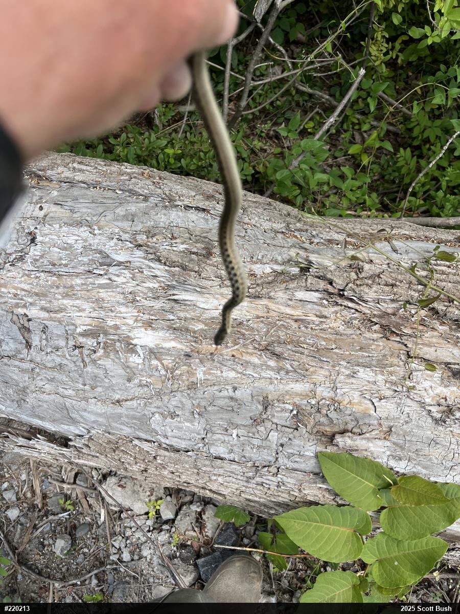 Eastern Gartersnake