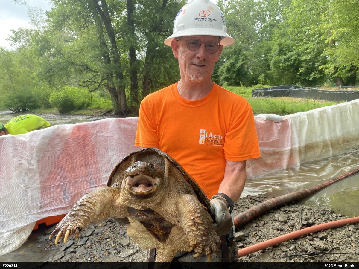 Snapping Turtle