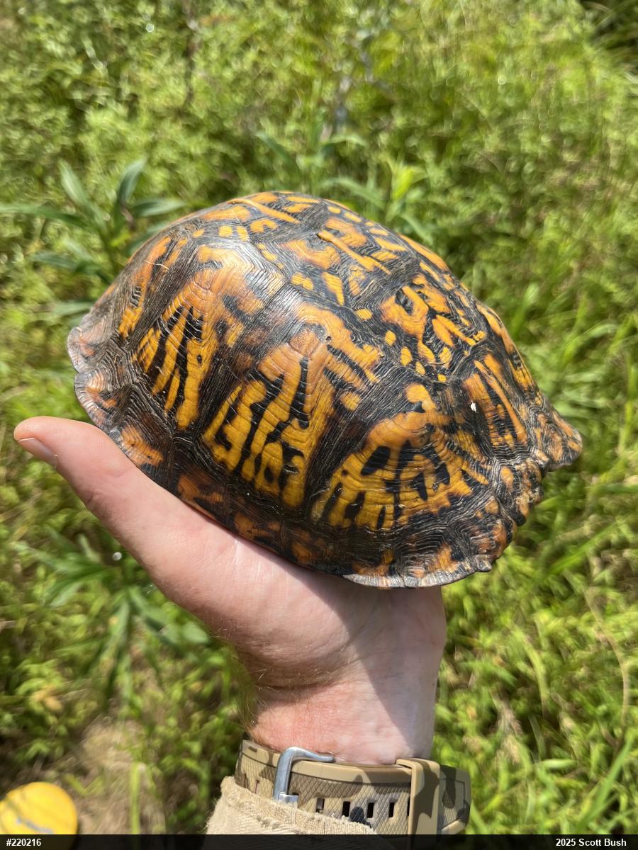 Eastern Box Turtle