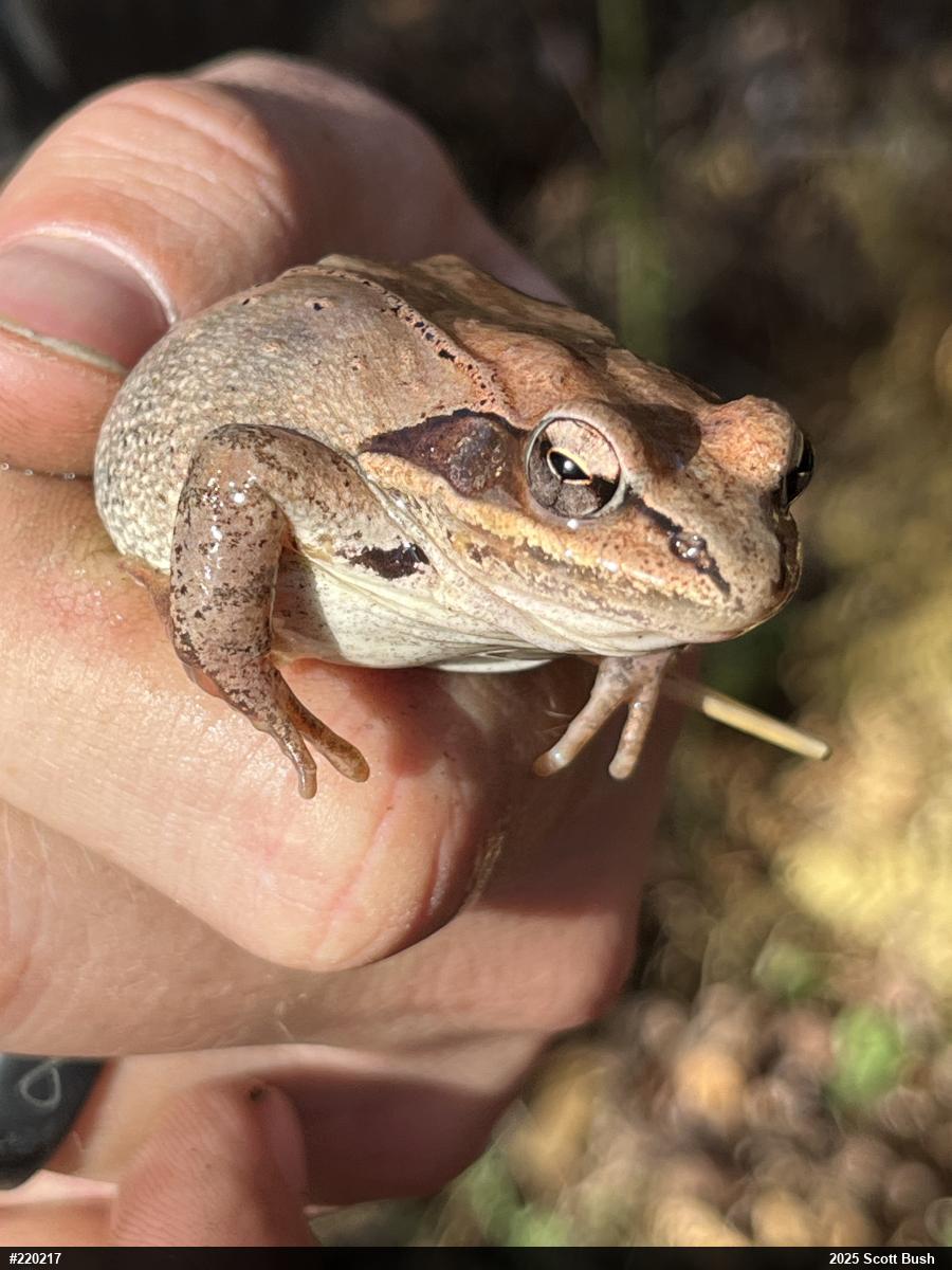 Wood Frog