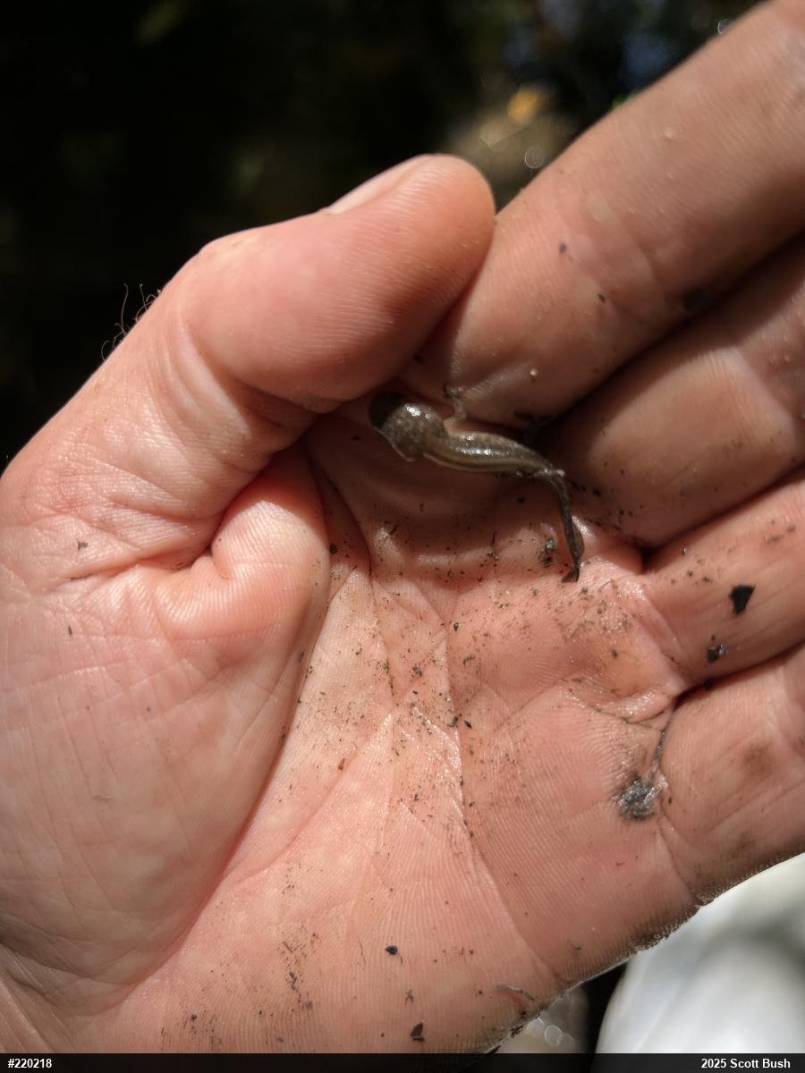 Four-toed Salamander
