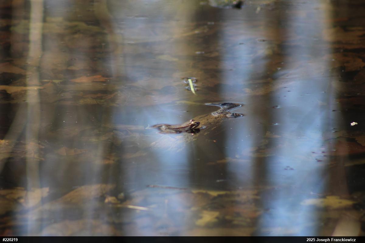 Wood Frog