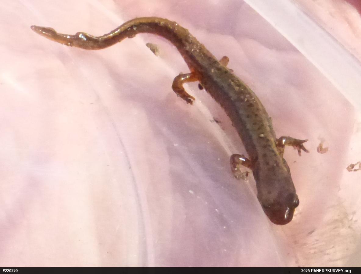 Northern Two-lined Salamander
