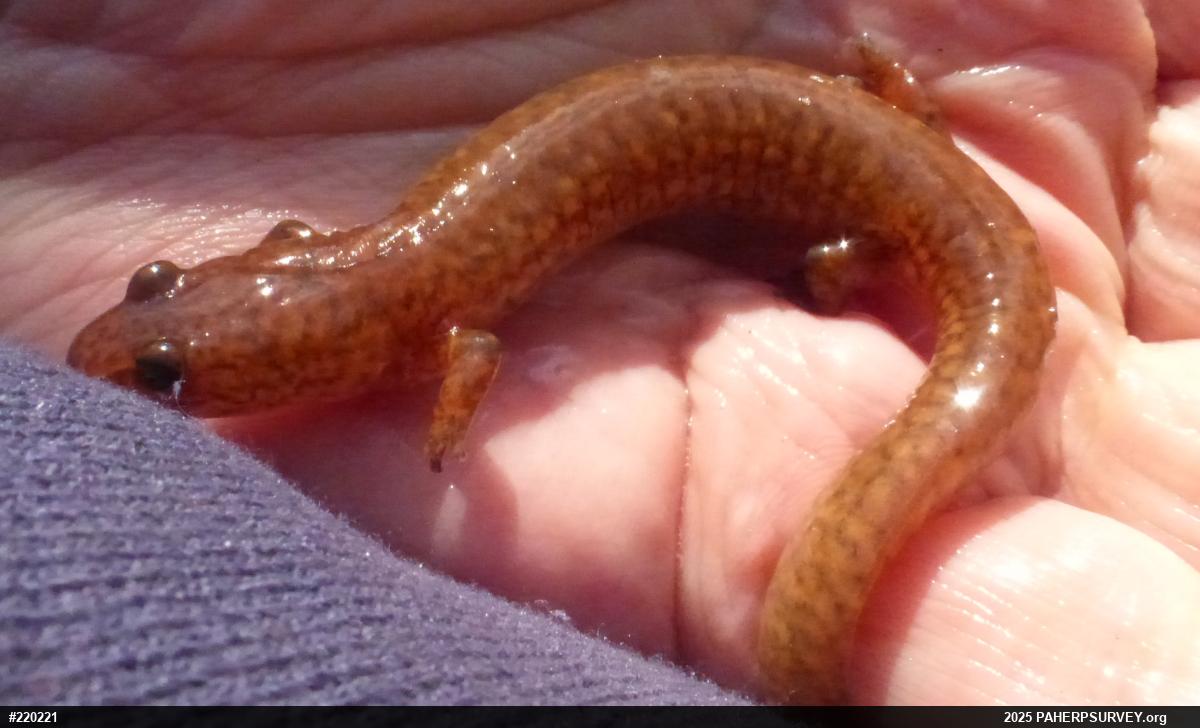 Northern Spring Salamander