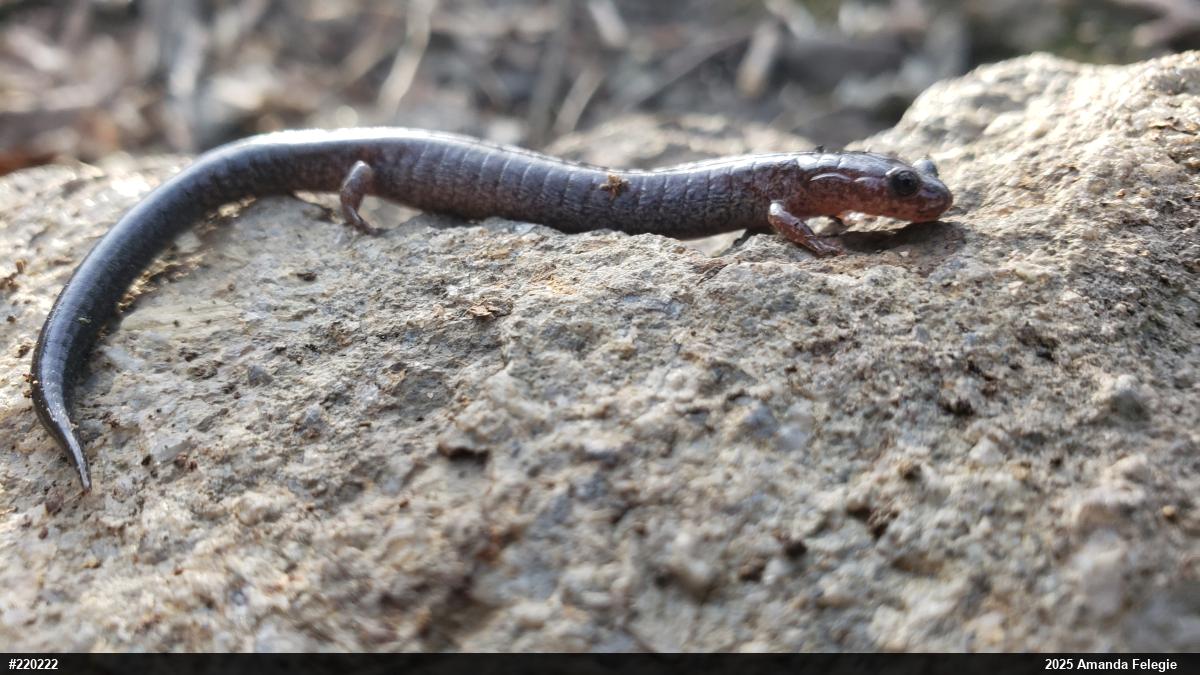 Eastern Red-backed  Salamander