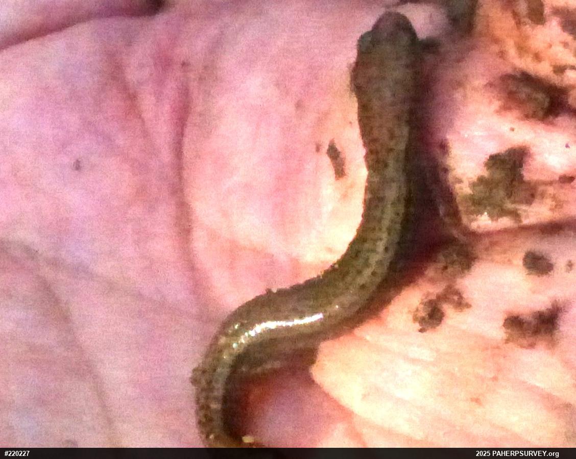 Northern Two-lined Salamander