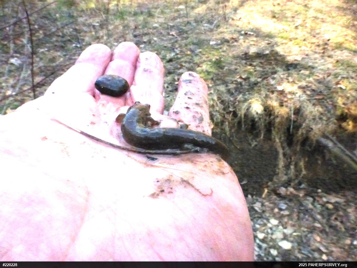 Northern Dusky Salamander