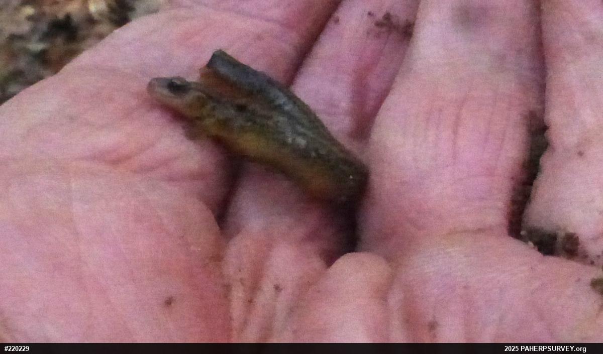 Northern Two-lined Salamander