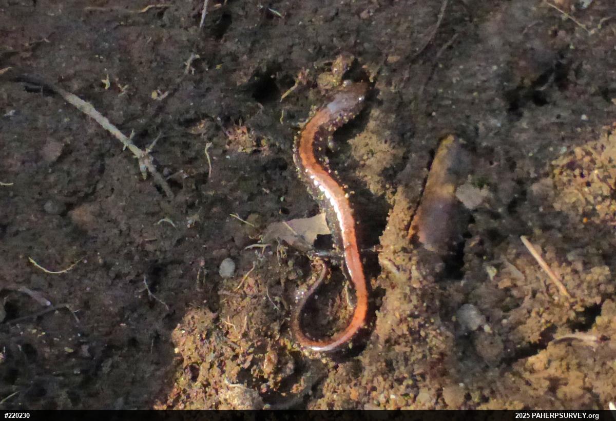 Eastern Red-backed  Salamander