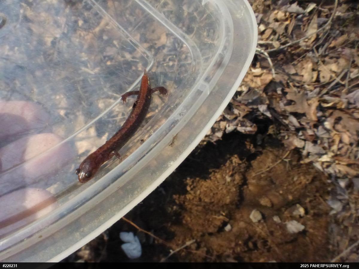 Eastern Red-backed  Salamander
