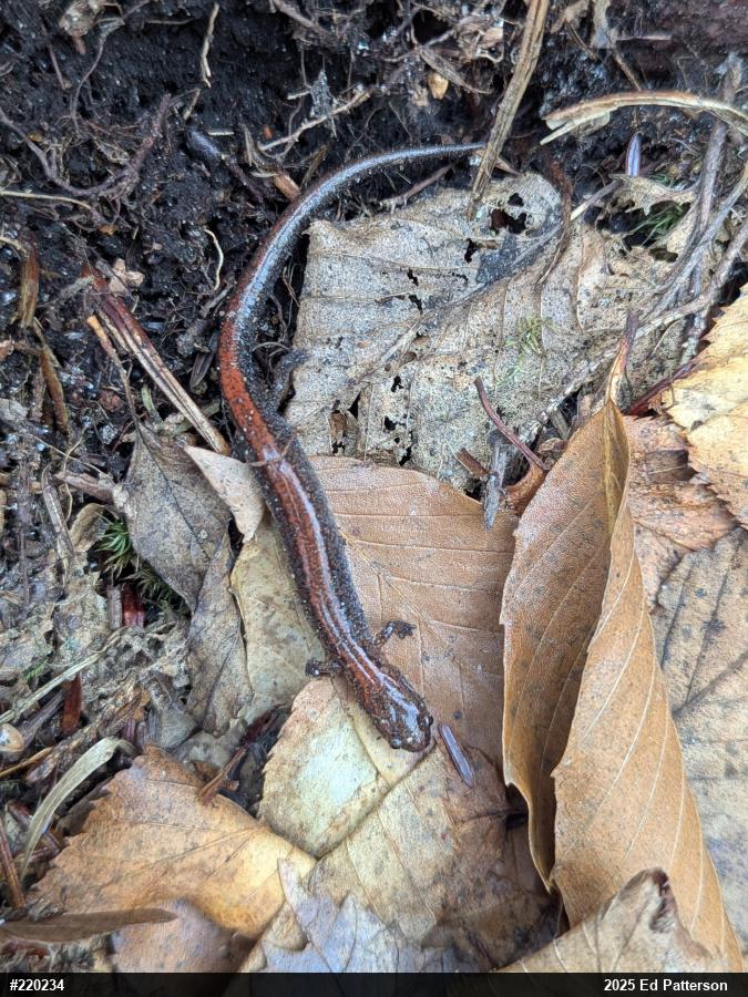 Eastern Red-backed  Salamander