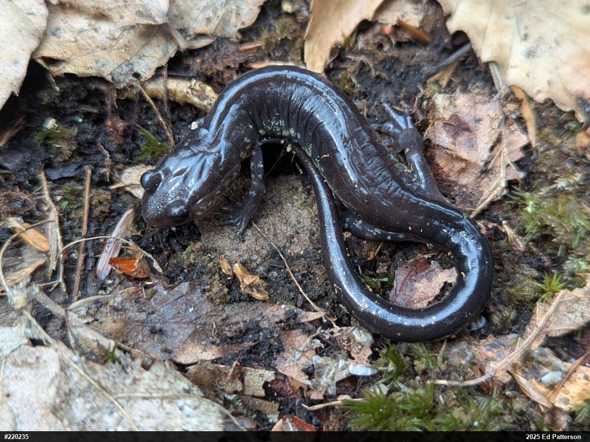 Wehrle's Salamander