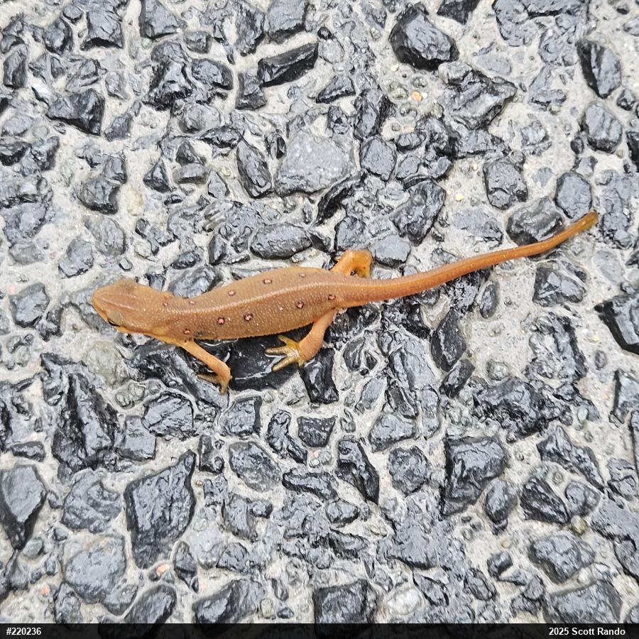 Red-spotted Newt