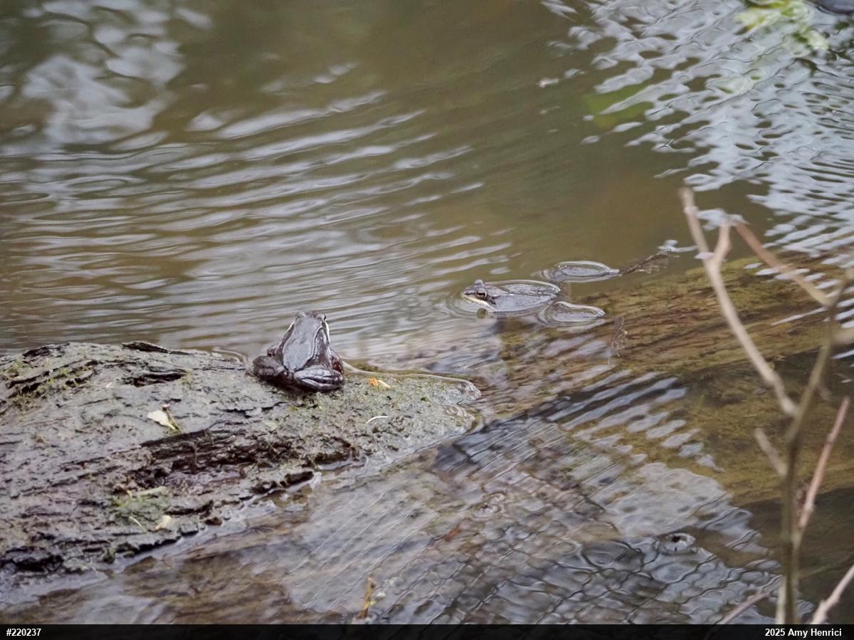 Wood Frog