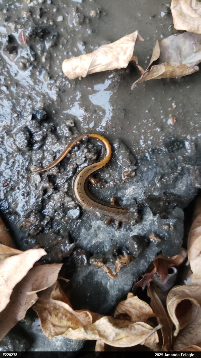 Northern Two-lined Salamander