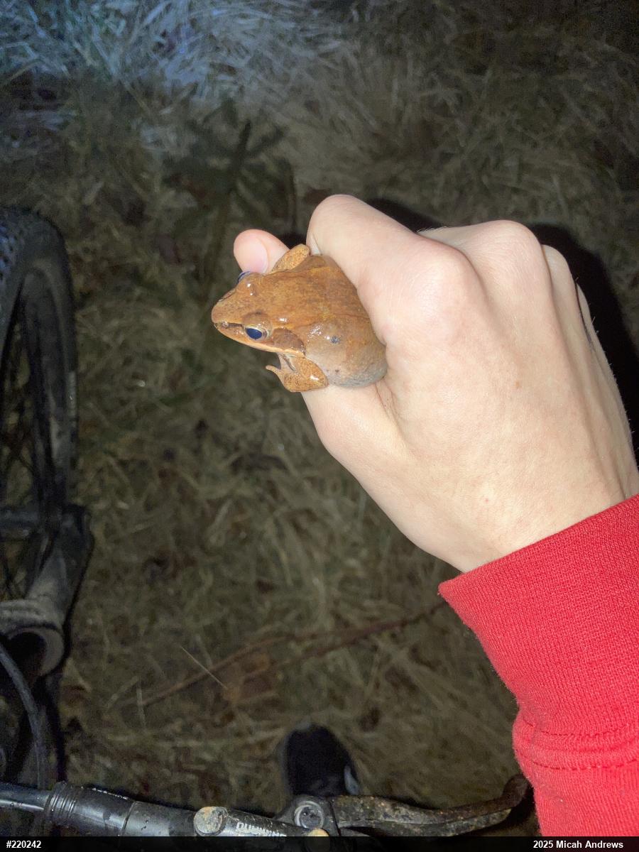 Wood Frog