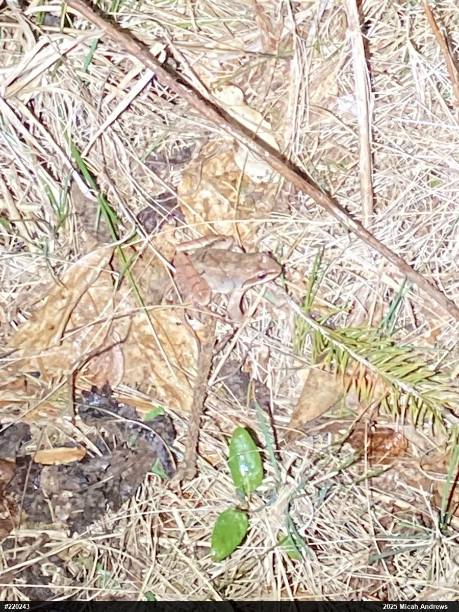 Wood Frog