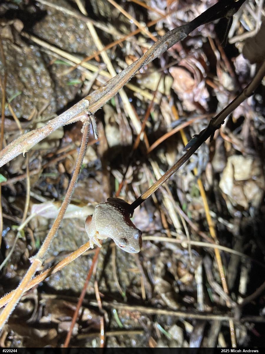 Spring Peeper