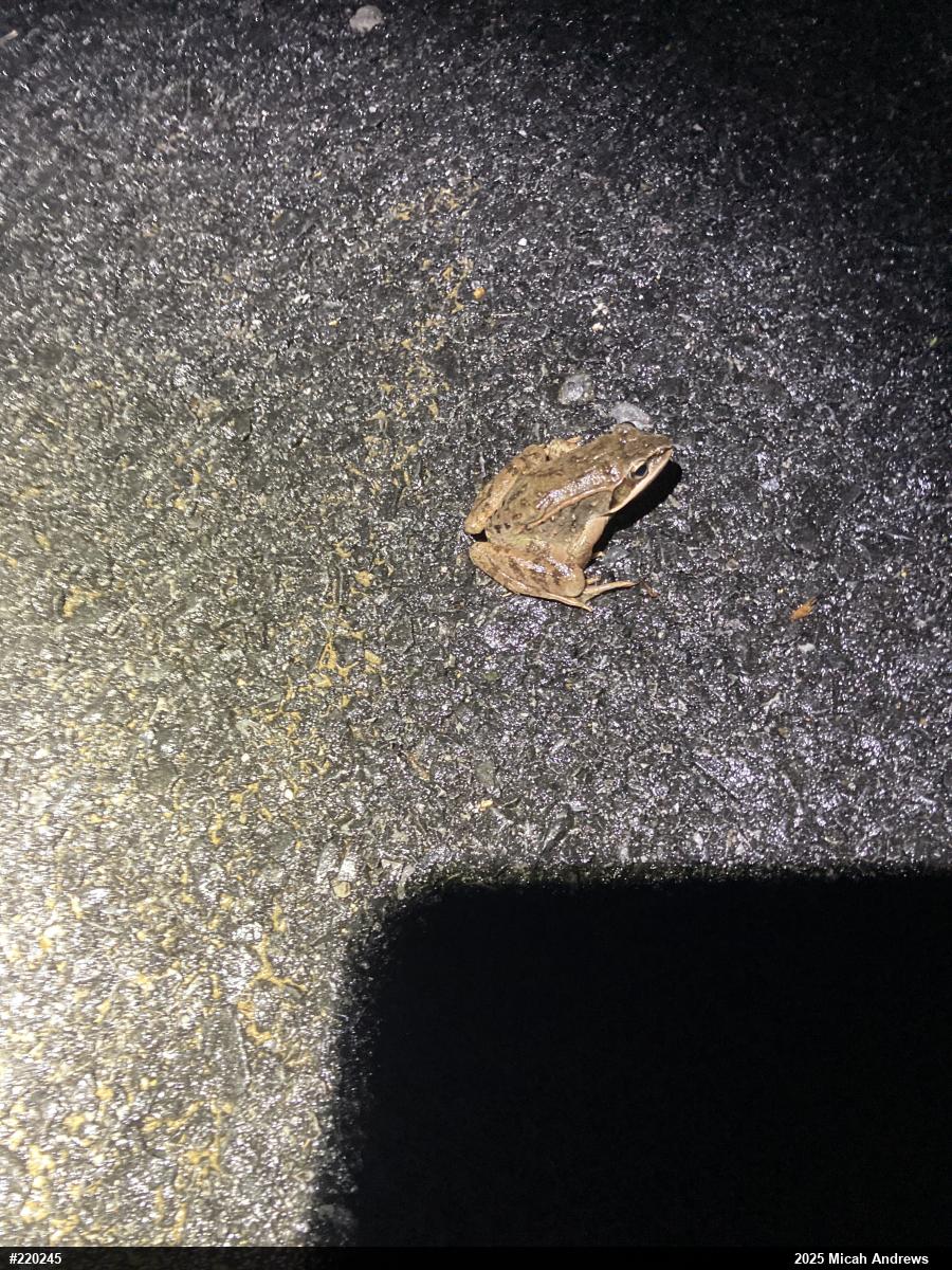 Wood Frog
