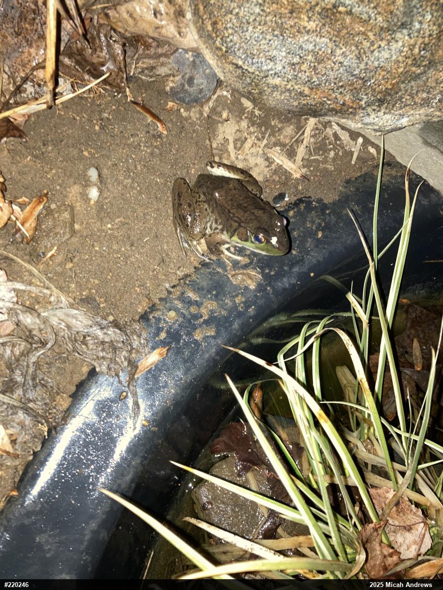 Green Frog
