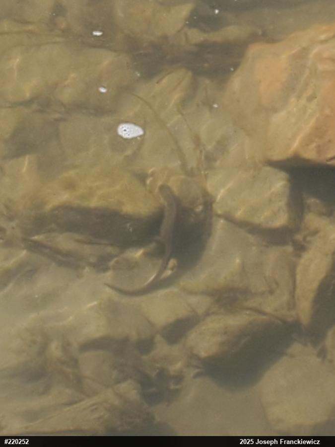 Red-spotted Newt