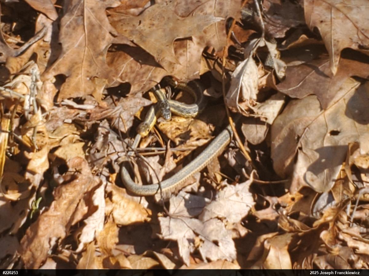Eastern Gartersnake