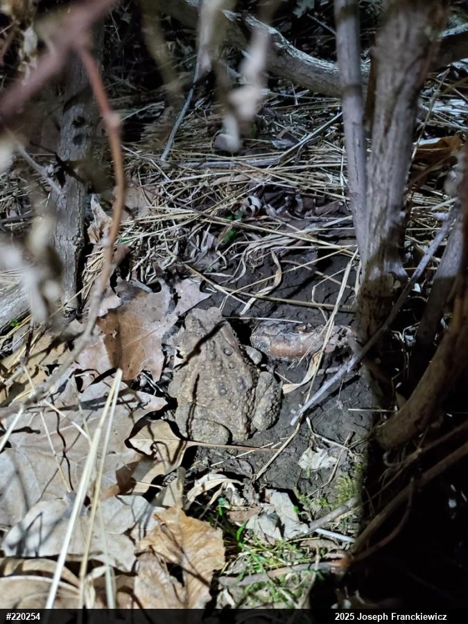 Eastern American Toad