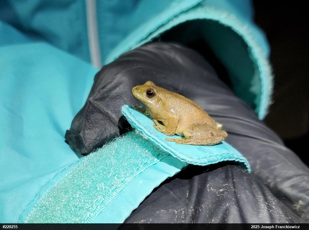 Spring Peeper