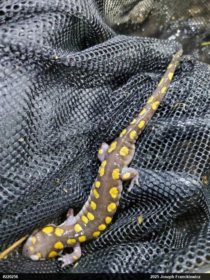 Spotted Salamander