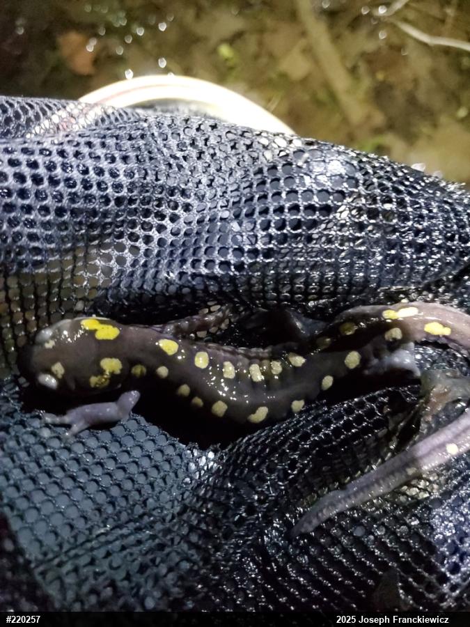 Spotted Salamander