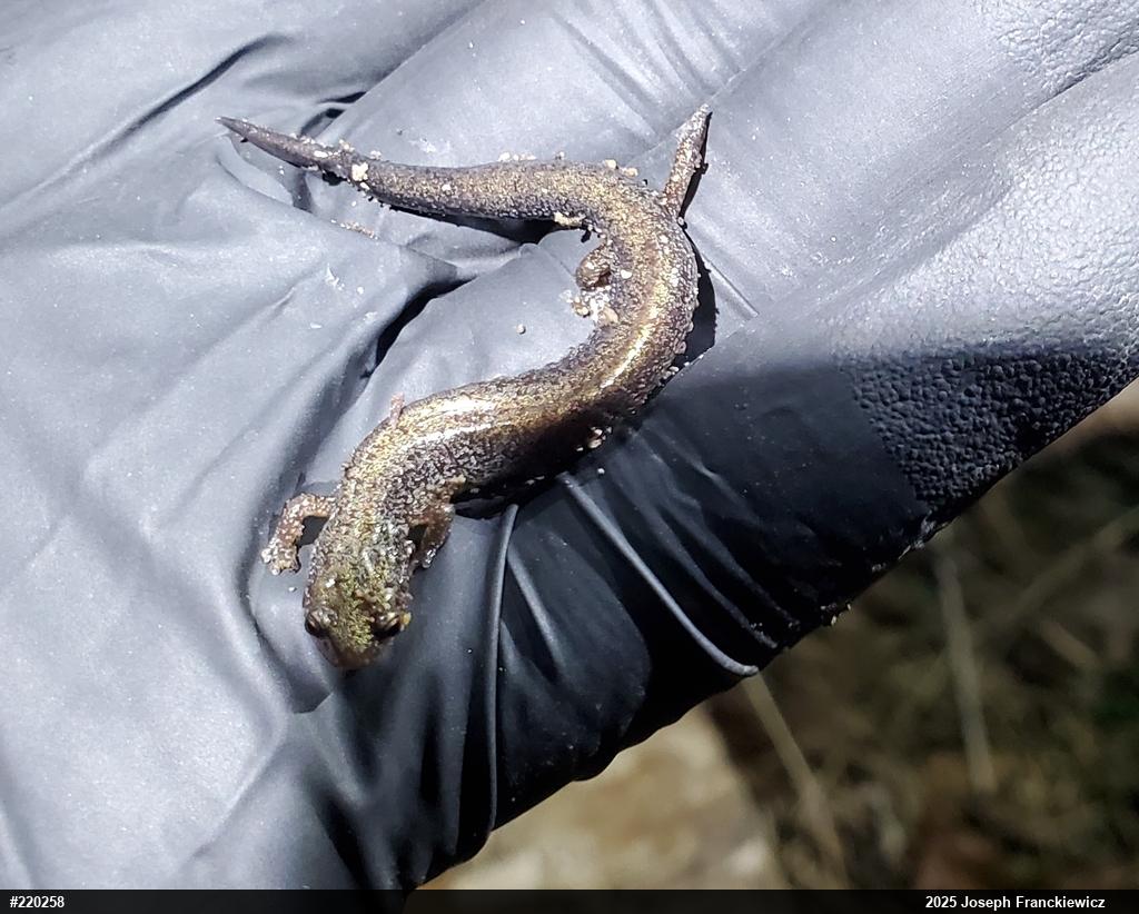 Eastern Red-backed  Salamander