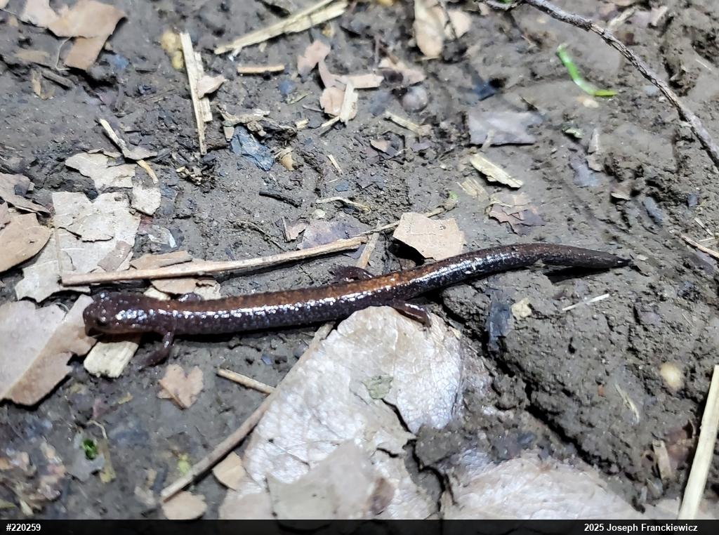 Eastern Red-backed  Salamander