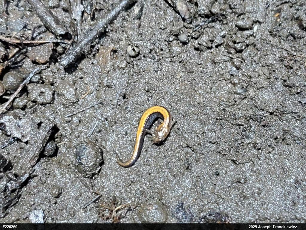 Eastern Red-backed  Salamander