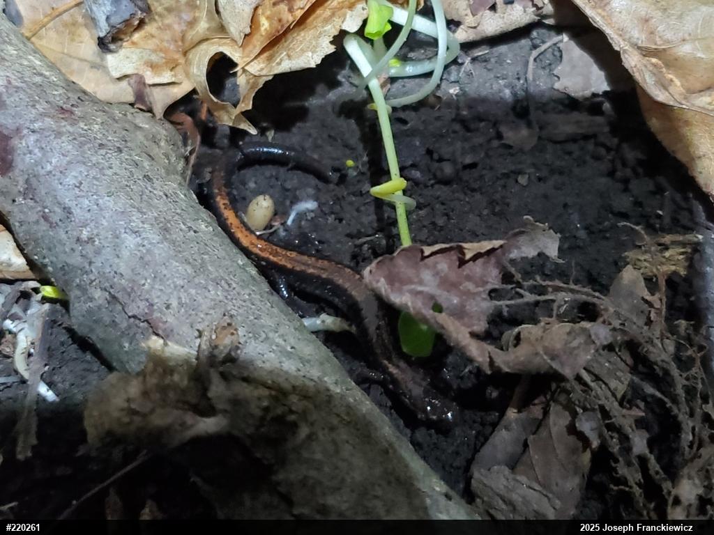 Eastern Red-backed  Salamander