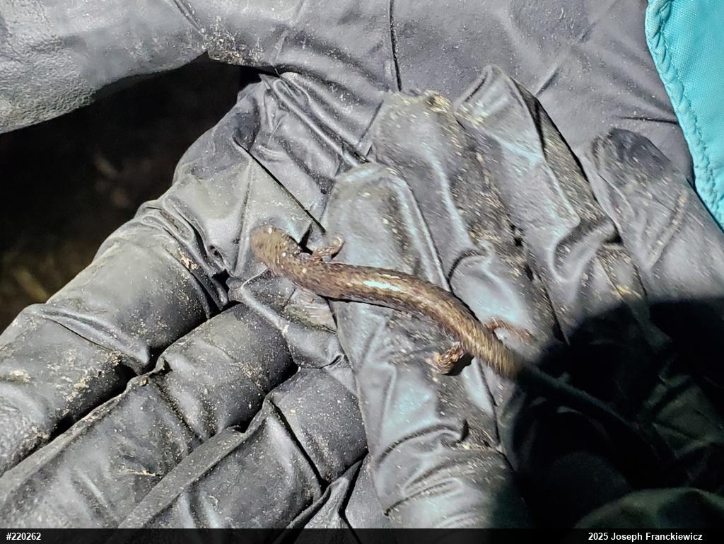 Eastern Red-backed  Salamander
