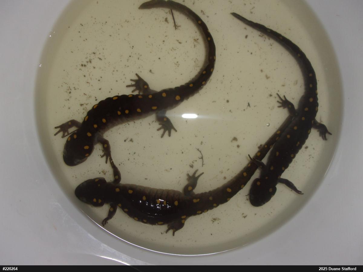 Spotted Salamander