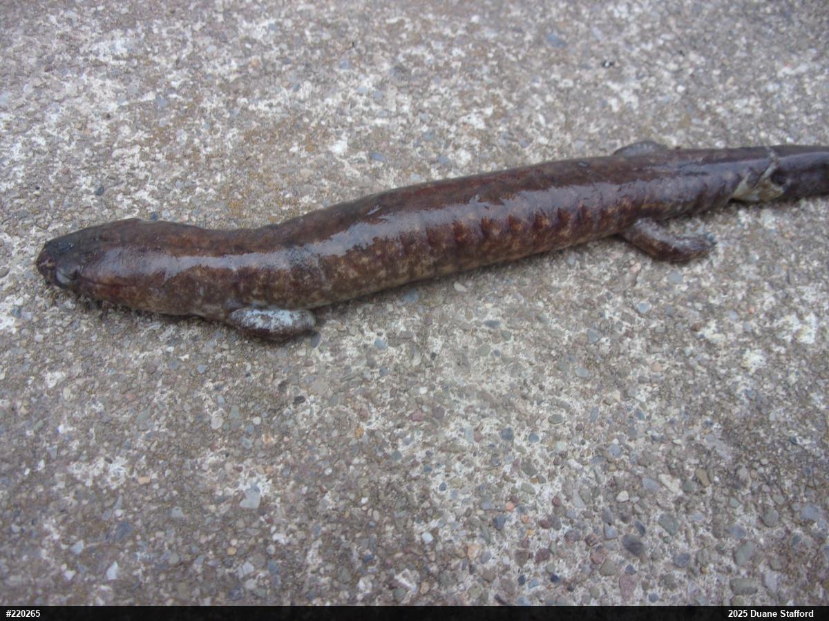 Northern Spring Salamander